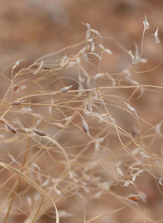 Stipa hymenoides - Indian Ricegrass, Sand Grass (Seed)
