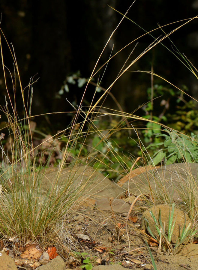 Stipa pulchra - Purple Needlegrass (Seed)