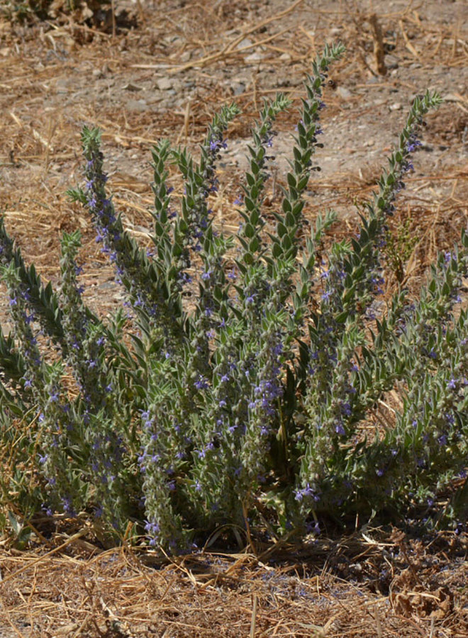 Trichostema lanceolatum - Vinegarweed (Seed)
