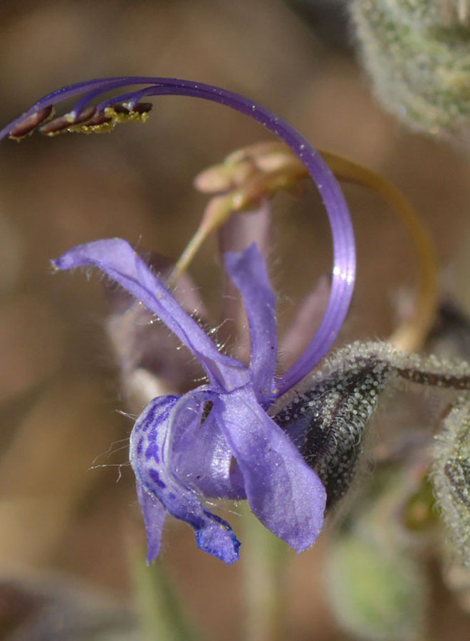 Trichostema lanceolatum - Vinegarweed (Seed)