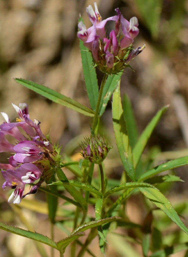 Trifolium willdenovii - Tomcat Clover (Seed)
