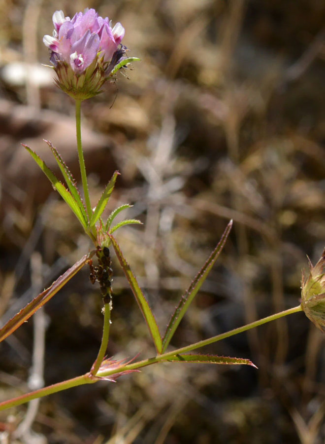 Trifolium willdenovii - Tomcat Clover (Seed)