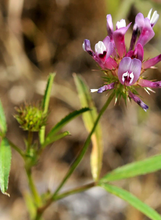 Trifolium willdenovii - Tomcat Clover (Seed)