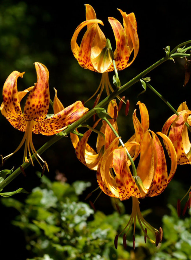 Lilium humboldtii ssp. ocellatum - Oscellated Humboldt Lily (Plant)