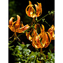 Lilium humboldtii ssp. ocellatum - Oscellated Humboldt Lily (Plant)
