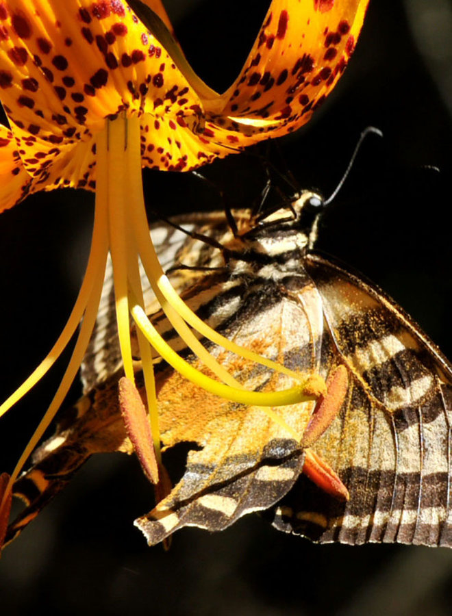 Lilium humboldtii ssp. ocellatum - Oscellated Humboldt Lily (Plant)