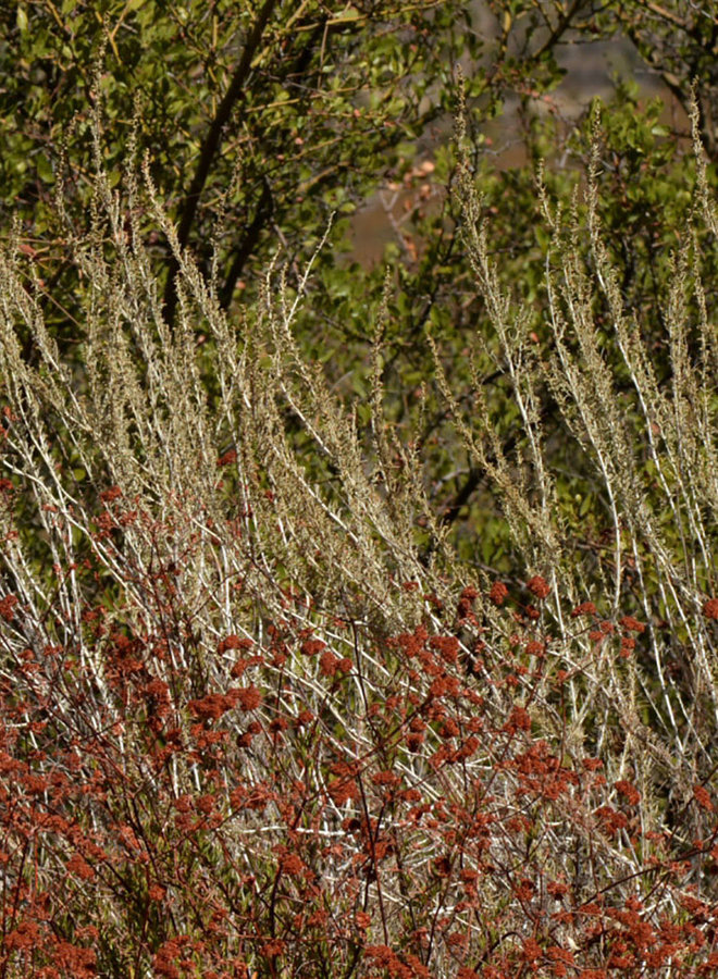 Artemisia californica - California Sagebrush (Seed)