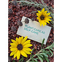 PLANT-CARE AS SELF-CARE Seed Packet