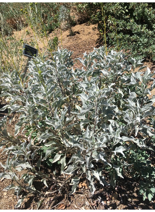 Encelia farinosa - Brittlebush, Incienso (Plant)
