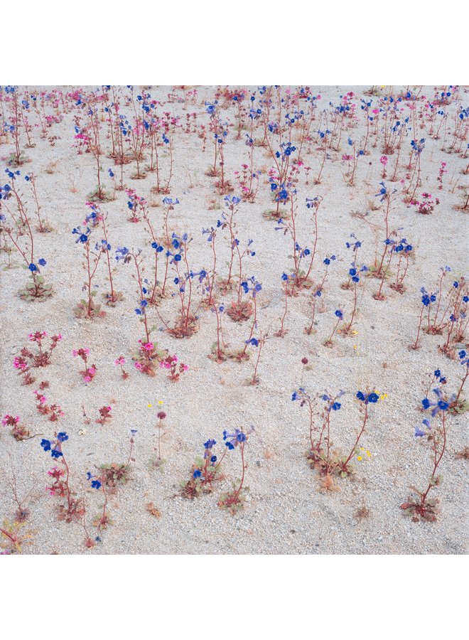 Beauty and the Beast: California Wildflowers and Climate Change