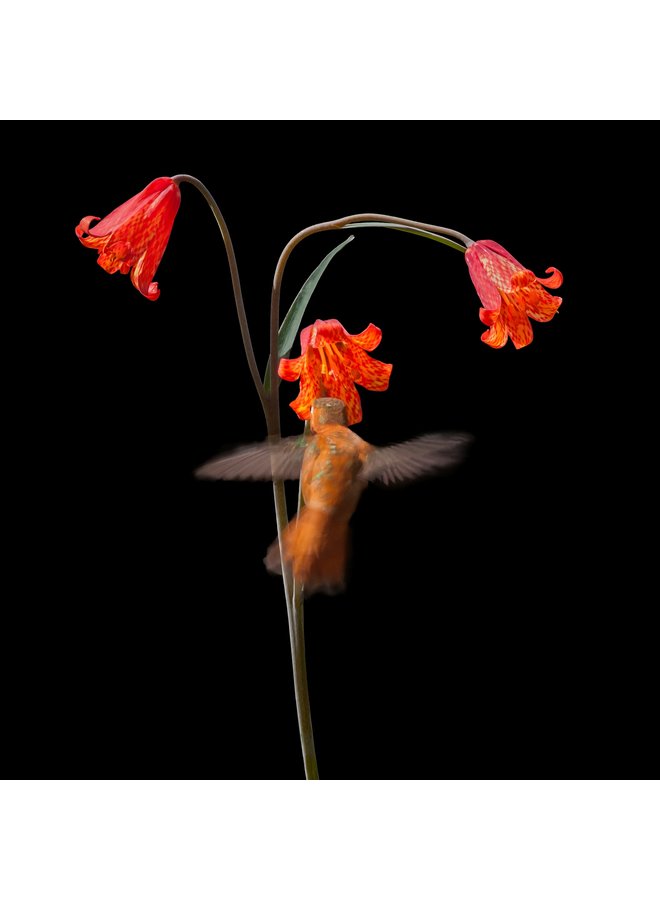 Beauty and the Beast: California Wildflowers and Climate Change