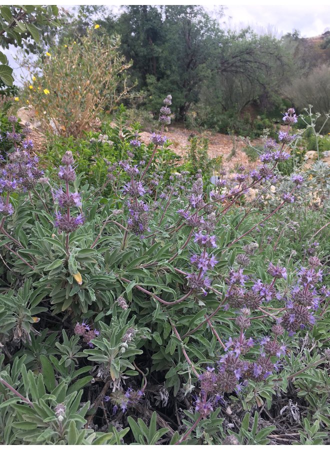 Salvia 'Bee's Bliss' - Bee's Bliss Sage (Plant)