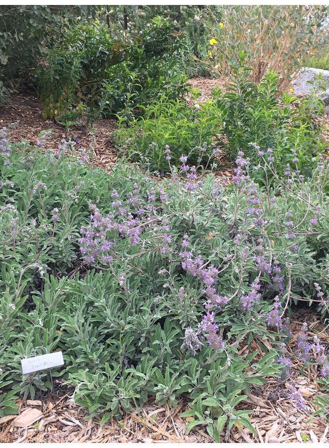Salvia 'Bee's Bliss' - Bee's Bliss Sage (Plant)