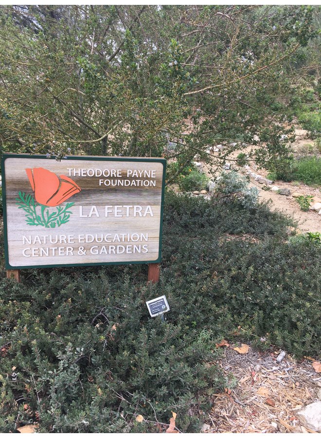 Arctostaphylos 'Pacific Mist' - Pacific Mist Manzanita (Plant)