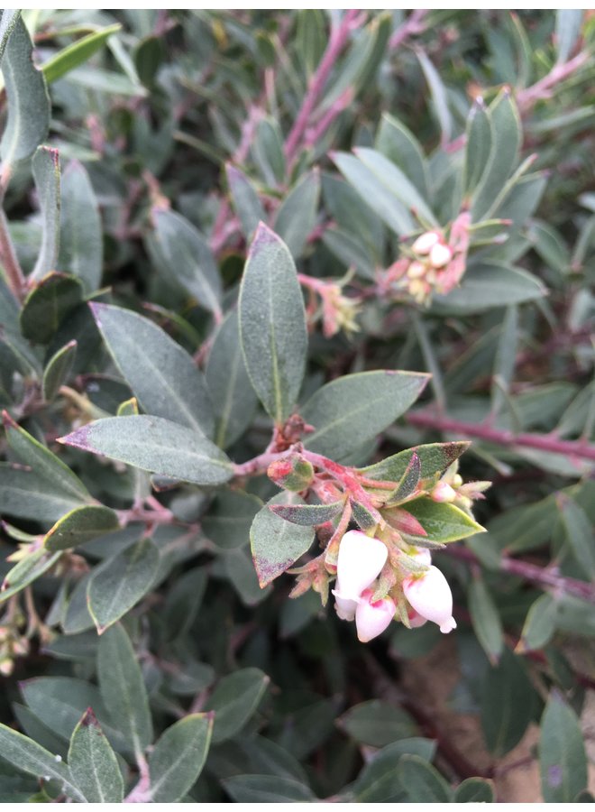 Arctostaphylos 'Pacific Mist' - Pacific Mist Manzanita (Plant)