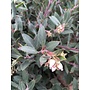 Arctostaphylos 'Pacific Mist' - Pacific Mist Manzanita (Plant)