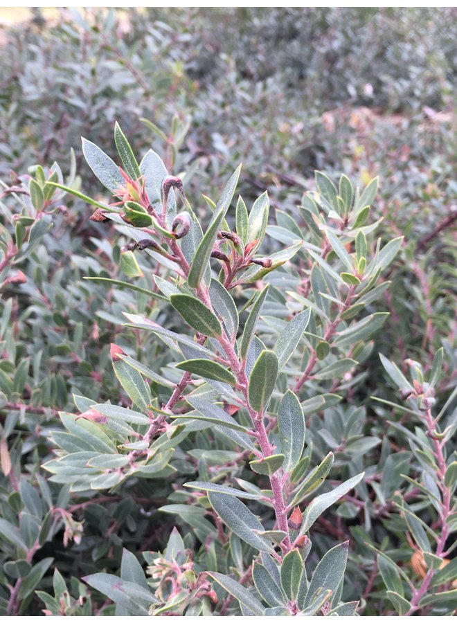 Arctostaphylos 'Pacific Mist' - Pacific Mist Manzanita (Plant)