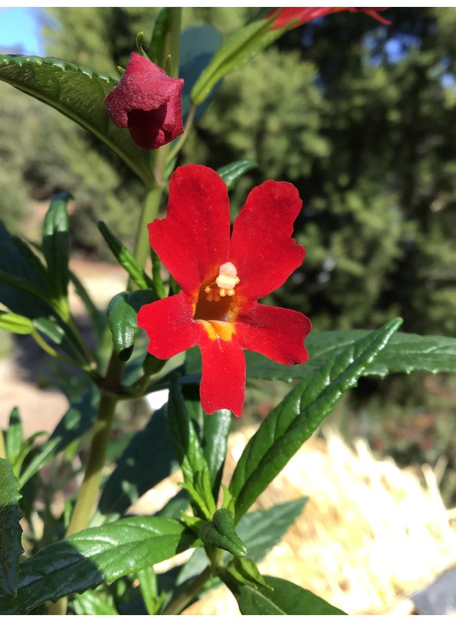 Diplacus 'Vibrant Red' - Vibrant Red Monkeyflower (Plant)