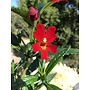 Diplacus 'Vibrant Red' - Vibrant Red Monkeyflower (Plant)