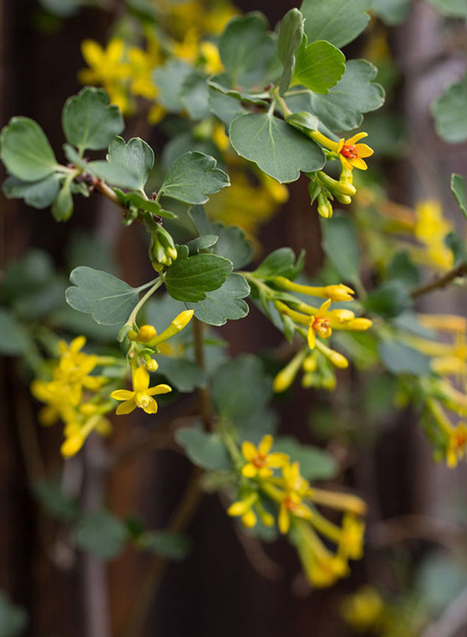 Ribes aureum var. gracillimum - Golden Currant (Plant)