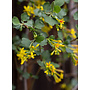 Ribes aureum var. gracillimum - Golden Currant (Plant)