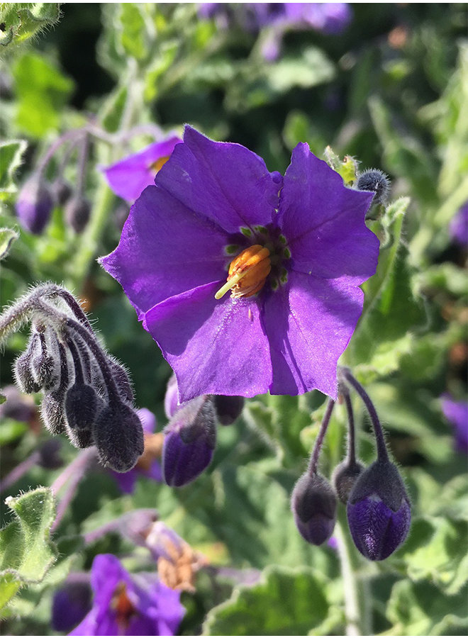 Solanum xanti 'Mountain Pride' - Mountain Pride Blue Witch (Plant)