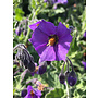Solanum xanti 'Mountain Pride' - Mountain Pride Blue Witch (Plant)