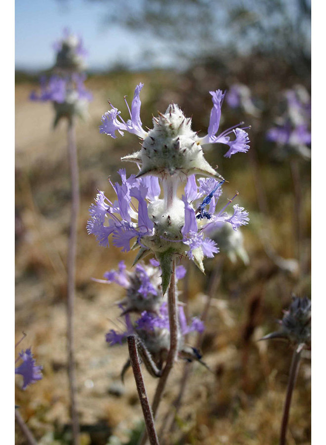 Salvia carduacea - Thistle Sage (Plant)