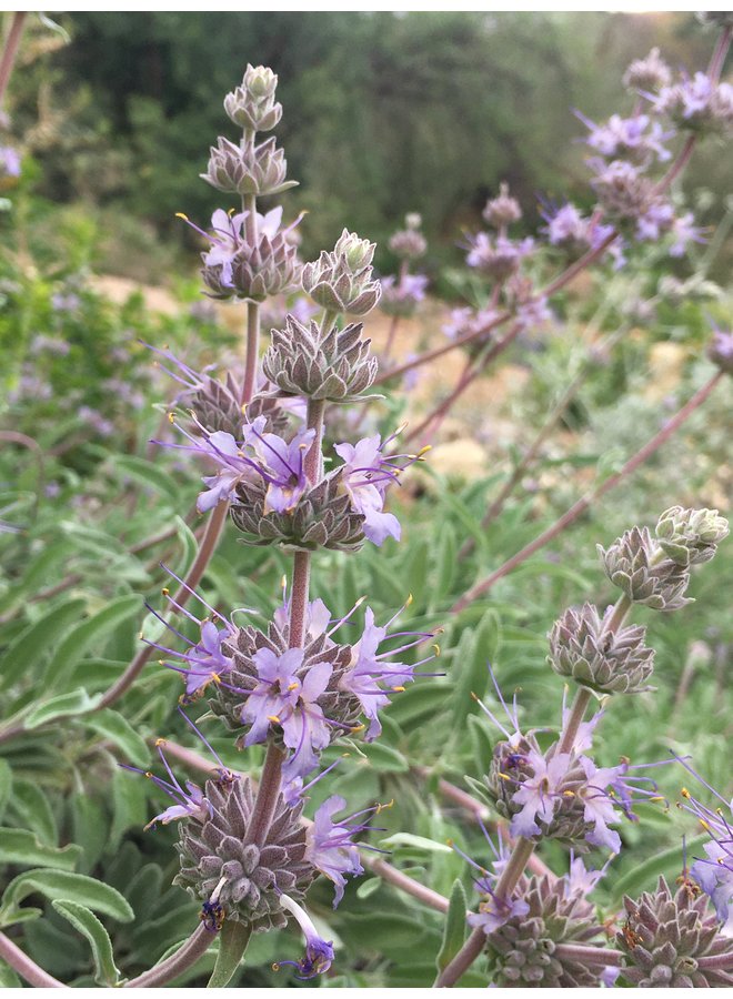 Salvia 'Bee's Bliss' - Bee's Bliss Sage (Plant)