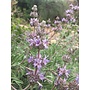 Salvia 'Bee's Bliss' - Bee's Bliss Sage (Plant)