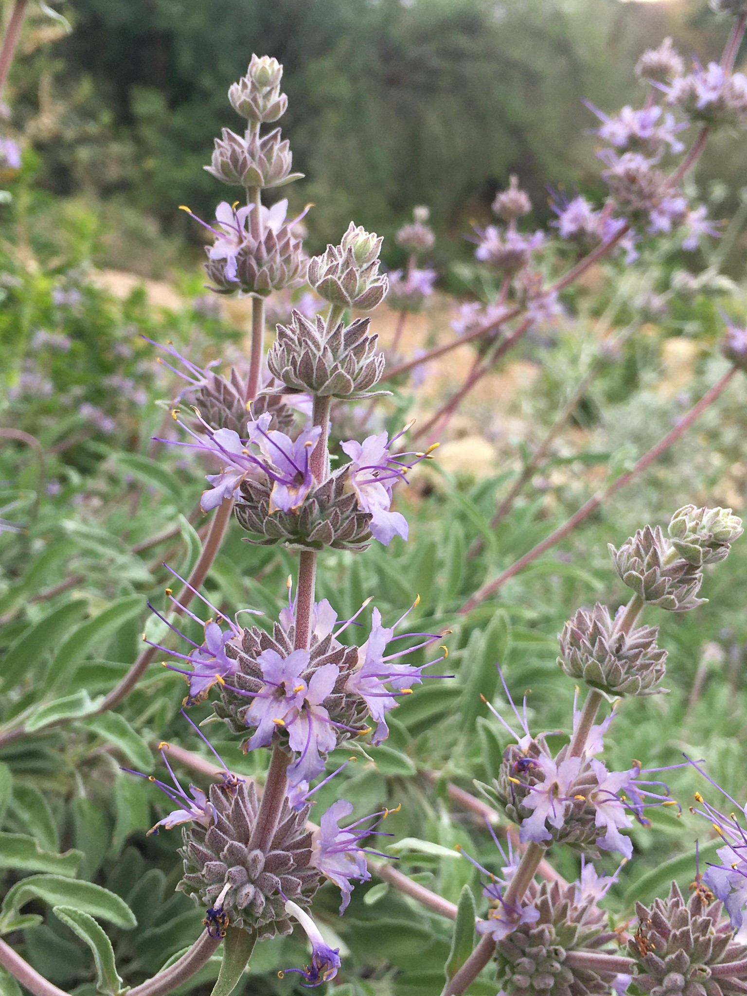 Salvia 'Bee's Bliss' - Bee's Bliss Sage (Plant) - Theodore ...