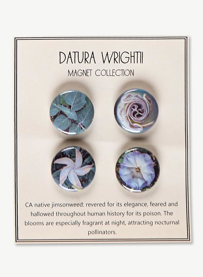 Datura wrightii Magnets - Set of 4