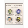 Flowers of the Verdugos Magnets