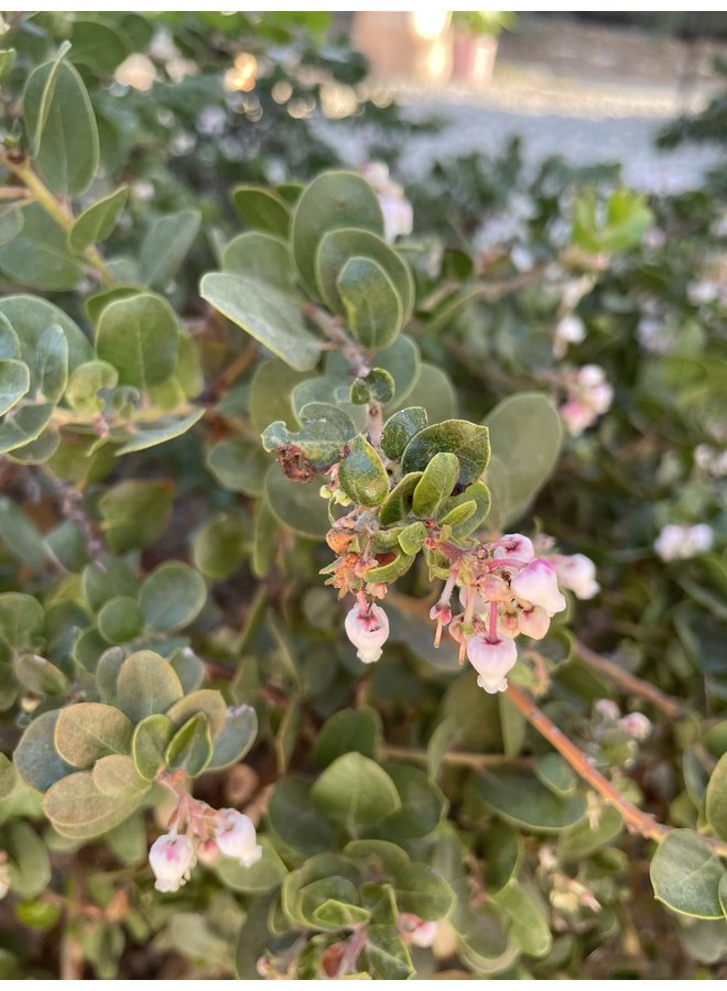 Arctostaphylos edmundsii 'Little Sur' - Little Sur Manzanita (Plant)