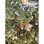 Arctostaphylos edmundsii 'Little Sur' - Little Sur Manzanita (Plant)