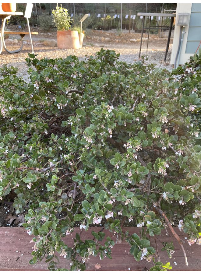 Arctostaphylos edmundsii 'Little Sur' - Little Sur Manzanita (Plant)