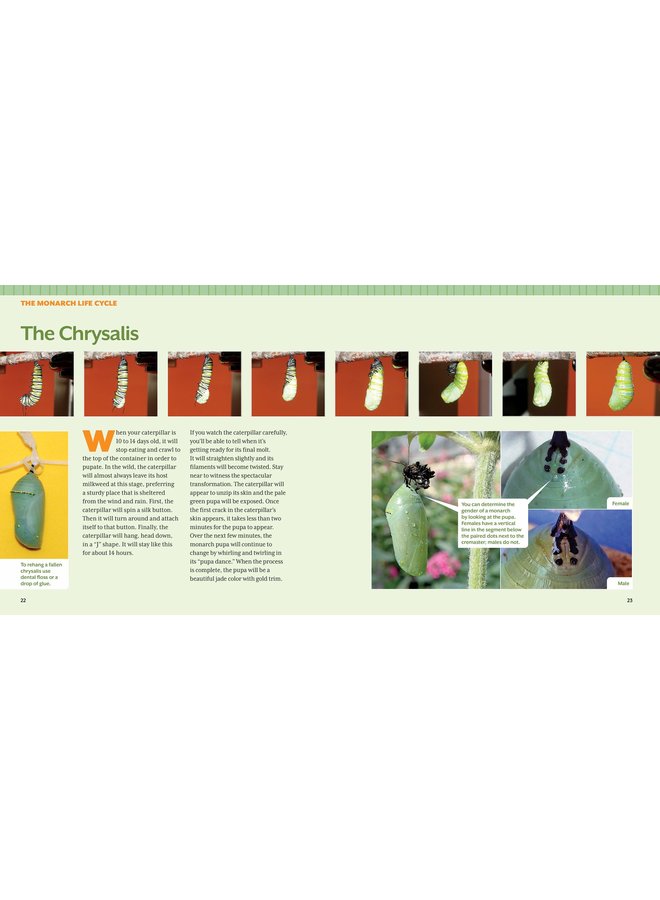 How to Raise Monarch Butterflies: A Step-by-Step Guide for Kids