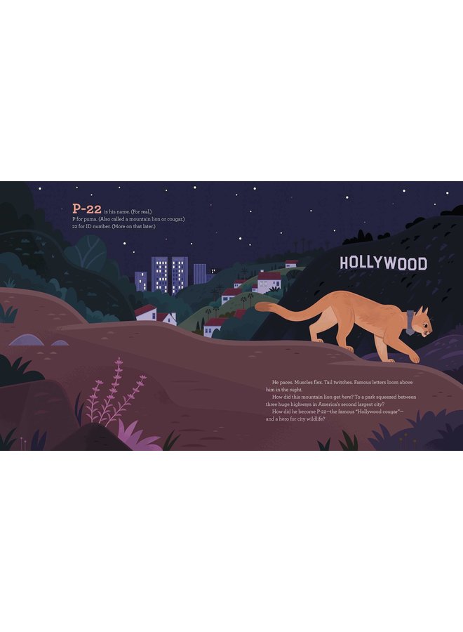 Cougar Crossing: How Hollywood's Celebrity Cougar Helped Build a Bridge for City Wildlife