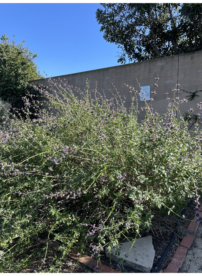 Salvia munzii - San Miguel Mountain or Munz's Sage (Plant)