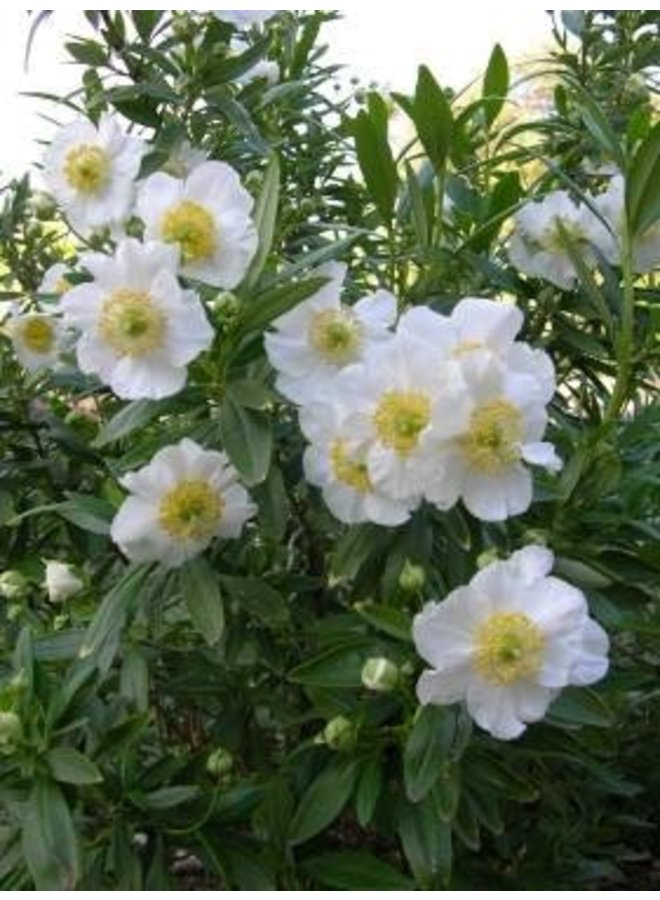Carpenteria californica - Bush Anemone, Tree Anemone (Plant)