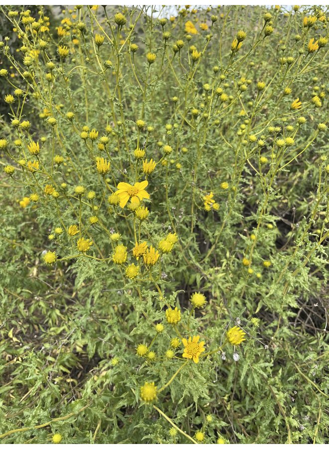 Bahiopsis laciniata - San Diego County Viguiera, Tornleaf Goldeneye (Plant)