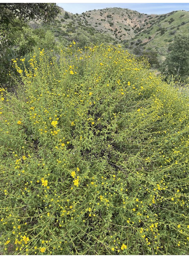 Bahiopsis laciniata - San Diego County Viguiera, Tornleaf Goldeneye (Plant)