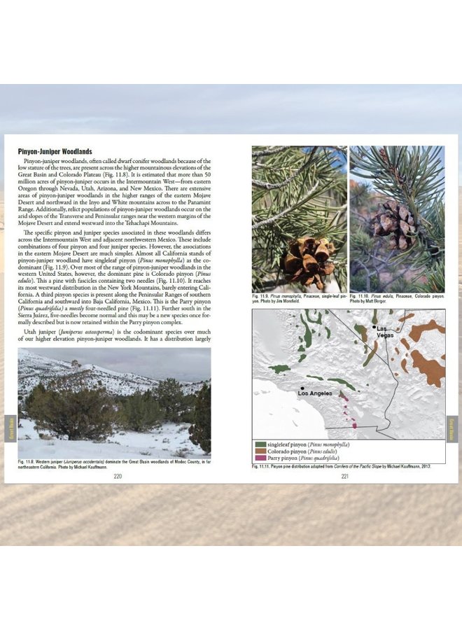 California Desert Plants
