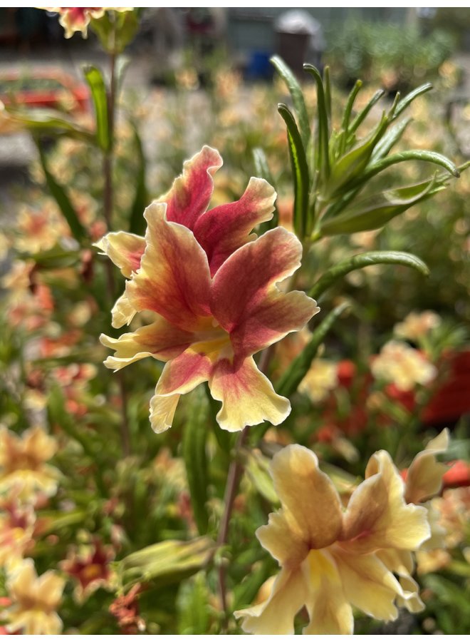 Diplacus 'Changeling' - Changeling Monkeyflower (Plant)
