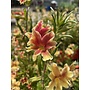 Diplacus 'Changeling' - Changeling Monkeyflower (Plant)