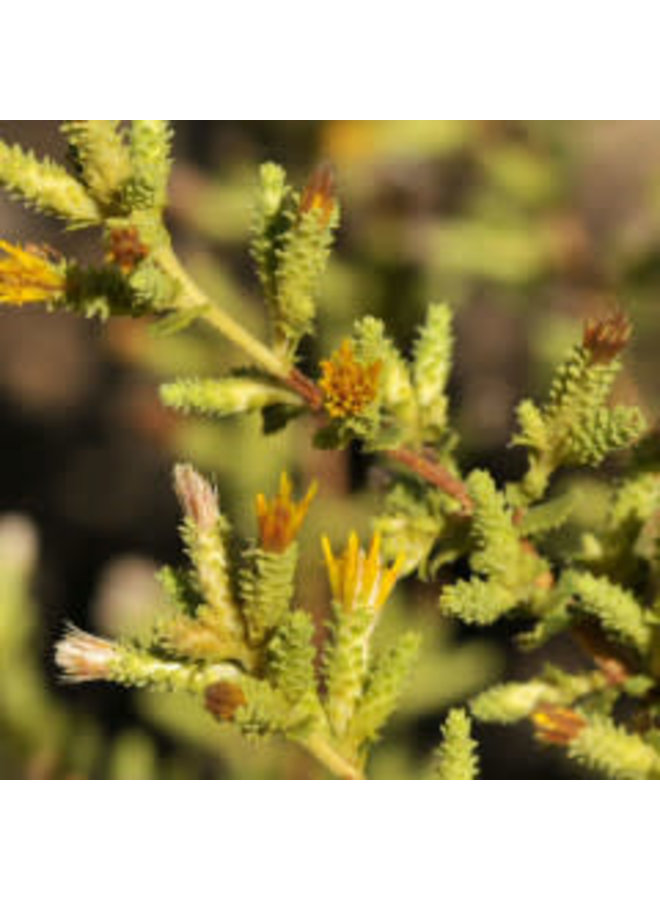 Hazardia squarrosa - Sawtooth Goldenbush (Plant)