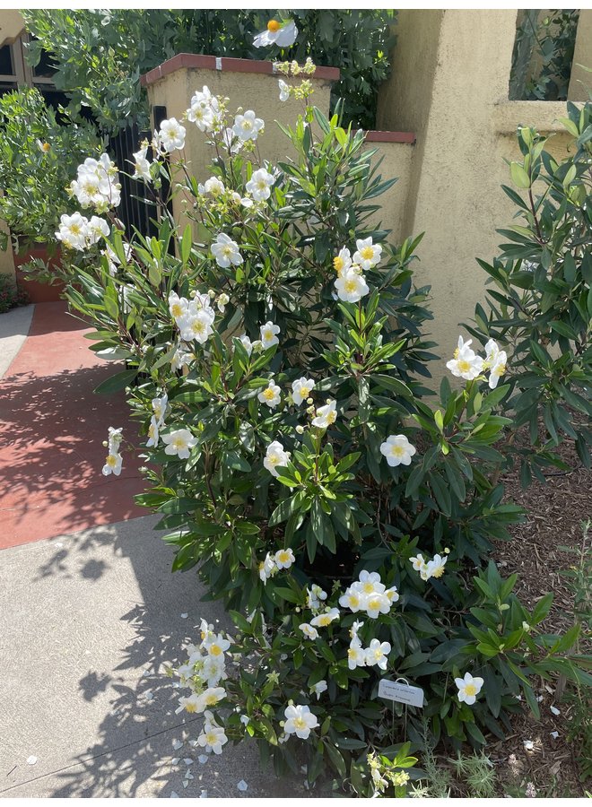 Carpenteria californica - Bush Anemone, Tree Anemone (Plant)