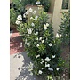 Carpenteria californica - Bush Anemone, Tree Anemone (Plant)