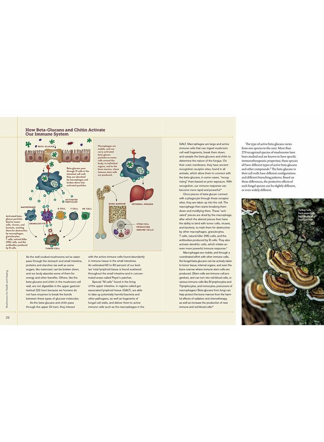Christopher Hobbs's Medicinal Mushrooms: The Essential Guide