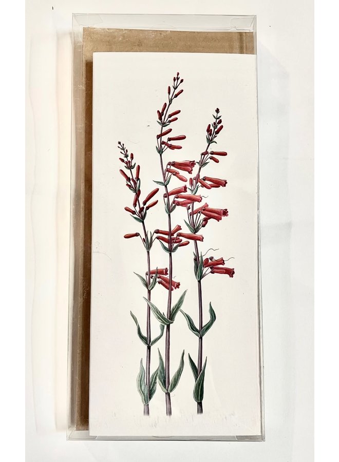 Scarlet Buglers - Box of 8